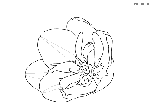 Tulpenkopf Ausmalbild