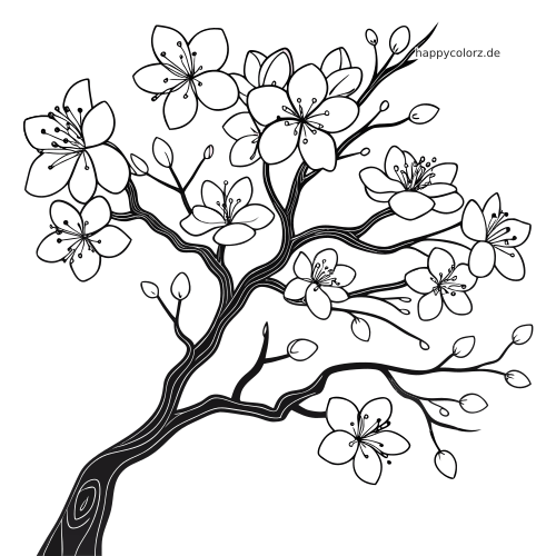 Nahaufnahme eines Kirschblütenzweigs mit geöffneten Blüten und Knospen als einfache schwarz-weiße Linienzeichnung.