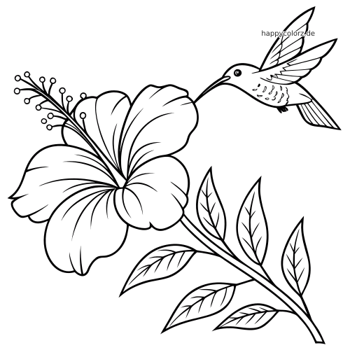 Eine Linienzeichnung einer großen Hibiskusblüte an einem belaubten Zweig mit einem schwebenden Kolibri neben der Blüte.
