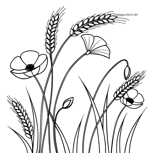 Schwarz-weißes Ausmalbild mit einfachen Mohnblumen, Weizenähren und langen geschwungenen Stielen zum leichten Ausmalen.