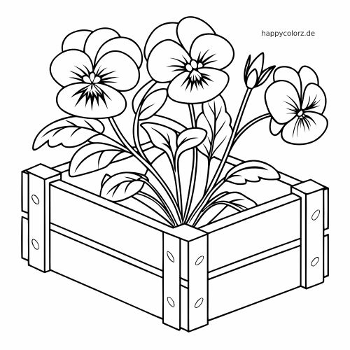 Einfache Linienzeichnung mit mehreren Stiefmütterchen, Blättern und Knospen in einem rechteckigen Holzkasten.