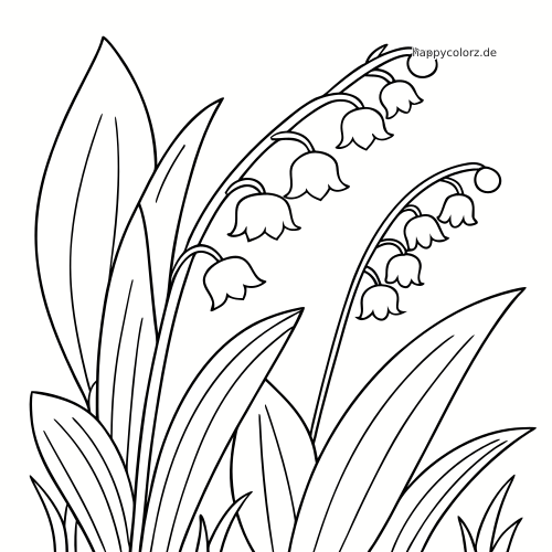 Schwarz-weiße Nahaufnahme von Maiglöckchen mit gebogenen Stängeln, glockenförmigen Blüten und langen spitzen Blättern.