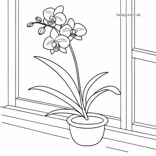 Einfache Linienzeichnung einer Orchidee im Blumentopf auf einer Fensterbank mit mehreren Blüten und langen, gebogenen Blättern.