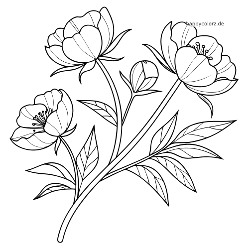 Schwarz-weiße Umrisszeichnung eines Pfingstrosenzweigs mit drei Blüten, einer Knospe und langen Blättern im schlichten botanischen Stil.