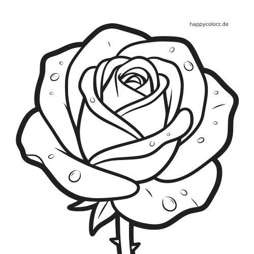 Eine einzelne Rosenblüte mit großen Blütenblättern und sichtbaren Morgentautropfen, gezeichnet mit einfachen, kräftigen Konturen.