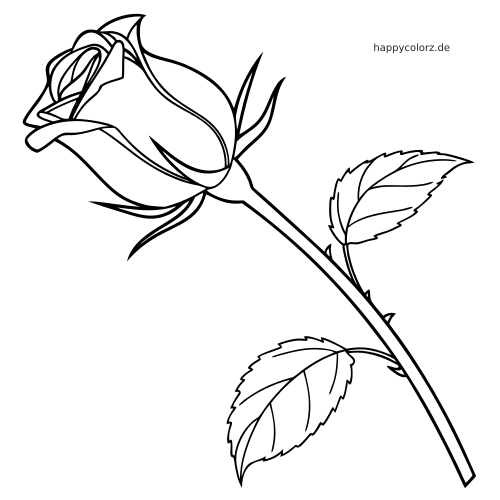 Eine Rosenknospe in Seitenansicht kurz vor dem Aufblühen an einem langen Stiel mit zwei gezackten Blättern.