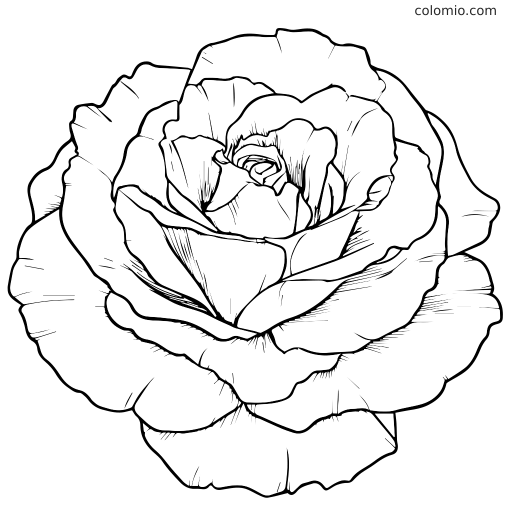 Eine detaillierte Linienzeichnung einer blühenden Rose, perfekt zum Ausmalen.