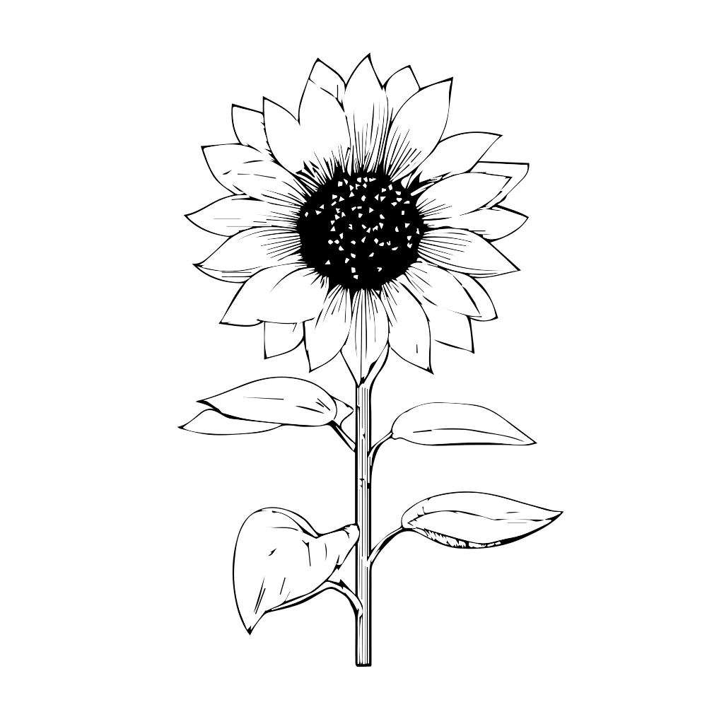 Linienzeichnung einer Sonnenblume mit Blättern, perfekt zum Ausmalen.