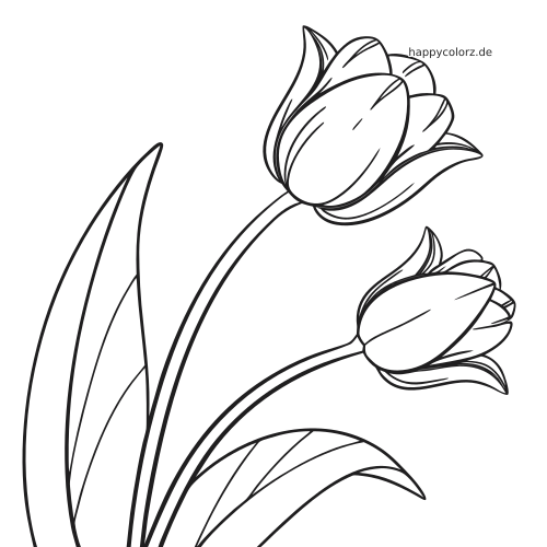 Zwei geschlossene Tulpenknospen an gebogenen Stielen mit langen Blättern, als klare schwarz-weiße Umrisszeichnung.