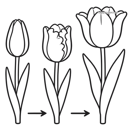 Schlichte schwarz-weiße Umrisszeichnung einer Tulpe in drei Blühstadien, von der geschlossenen Knospe bis zur geöffneten Blüte, mit Pfeilen.