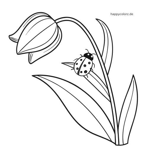 Eine einfache Tulpe in Seitenansicht mit langen Blättern und einem kleinen Marienkäfer auf einem schmalen Blatt am Stängel.