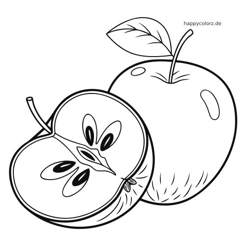 Schwarz-weiße Linienzeichnung eines detaillierten Apfel-Querschnitts mit sichtbarem Kerngehäuse und Kernen neben einem ganzen Apfel mit Blatt.