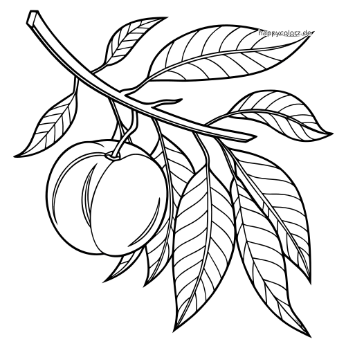 Schlichte botanische Linienzeichnung mit zwei Pfirsichen, die an einem Ast mit mehreren Blättern hängen.
