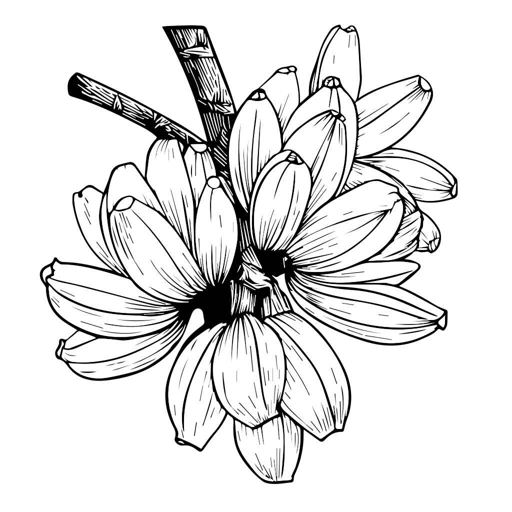 Eine detaillierte Schwarz-Weiß-Illustration von Bananenblüten zum Ausmalen.