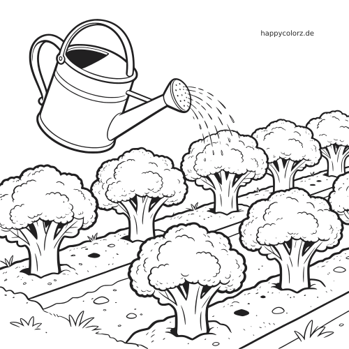 Eine Gießkanne bewässert Brokkoli-Pflanzen, die in ordentlichen Reihen auf mehreren Gartenbeeten wachsen.