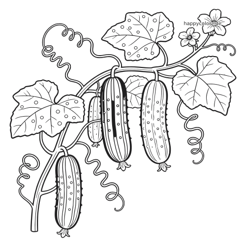 Schwarz-weiße Linienzeichnung mit mehreren detailreichen Gurken an einer Gartenranke mit Blättern, Blüten und eingerollten Ranken.
