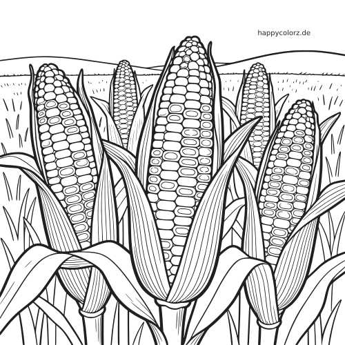 Schwarz-weiße detailreiche Illustration mehrerer Maiskolben mit geöffneten Blättern, dicht wachsend auf einem Feld.