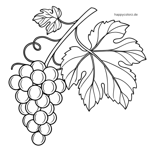 Ein einfaches Ausmalbild mit einer Traube am Rebstock, runden Weinbeeren, zwei großen Blättern und geschwungenen Ranken.