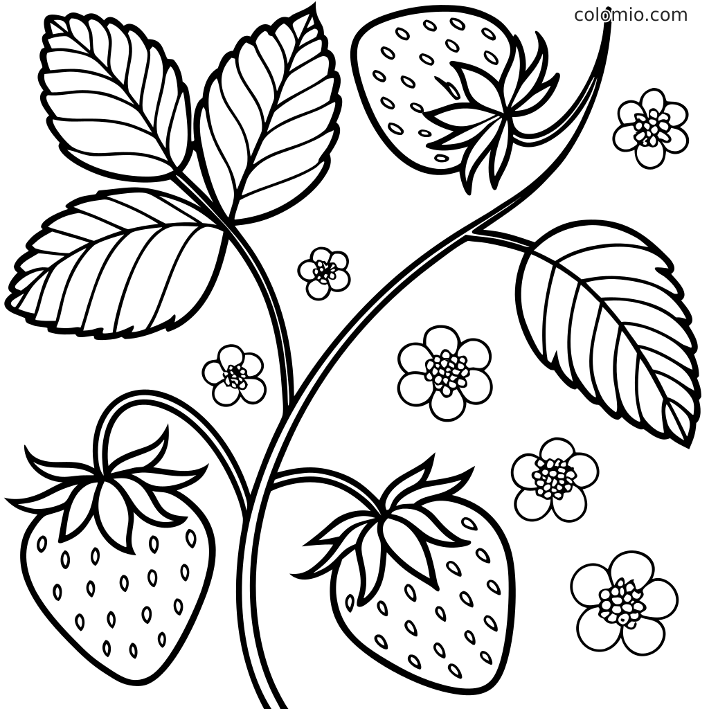 Ausmalseite einer Erdbeerpflanze mit drei Erdbeeren, großen Blättern, Stielen und kleinen Blüten.