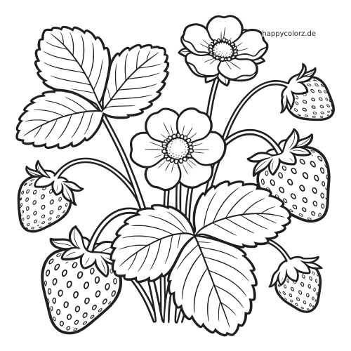 Eine detaillierte Erdbeerpflanze mit großen Blättern, offenen Blüten und mehreren reifen Erdbeeren in klaren schwarzen Umrissen.