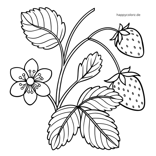 Schlichte schwarze Umrisszeichnung einer Erdbeerpflanze mit einer Blüte, mehreren Blättern und zwei hängenden Erdbeeren.