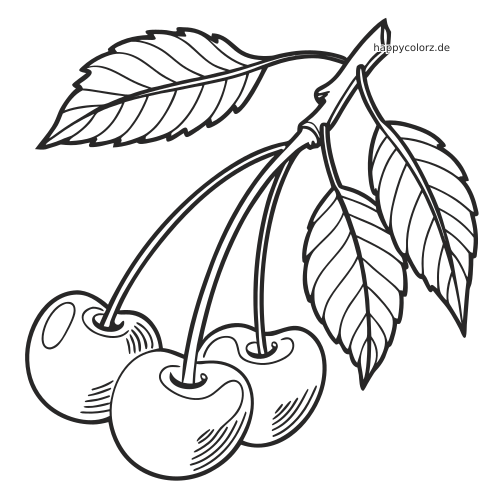 Drei Kirschen hängen an einem Stiel mit drei detailreich gezeichneten Blättern in einer realistischen botanischen Linienzeichnung.