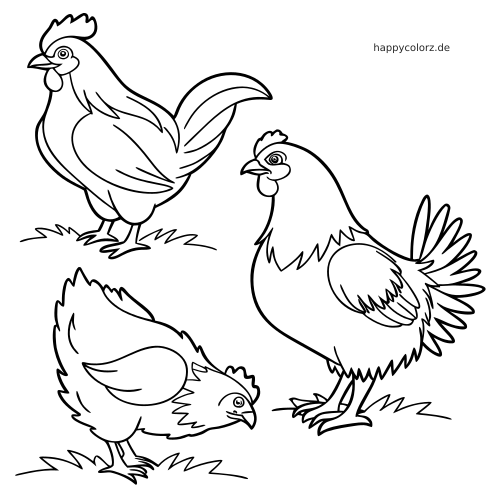 Schwarz-weiße Umrisszeichnung von drei besonderen Hühnerrassen: ein Hahn, eine Henne und ein pickendes Huhn auf Gras.