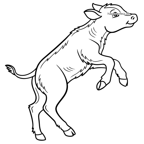 Ein springendes Kalb in der Seitenansicht mit zotteligem Fell, angehobenen Vorderbeinen und freundlichem Gesichtsausdruck.
