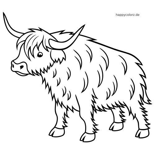 Ein schlichtes schwarz-weißes Highland-Rind in Seitenansicht mit langen Hörnern, zotteligem Fell und klaren Konturen.
