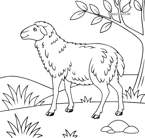 Ein wolliges Merinoschaf steht draußen auf einer einfachen Weide mit Grasbüscheln, einem Baumast und kleinen Steinen.