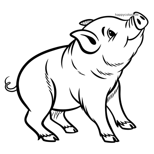 Ein schwarz-weißes Hängebauchschwein ist leicht von vorn zu sehen, mit nach oben gerecktem Kopf und geringeltem Schwanz.