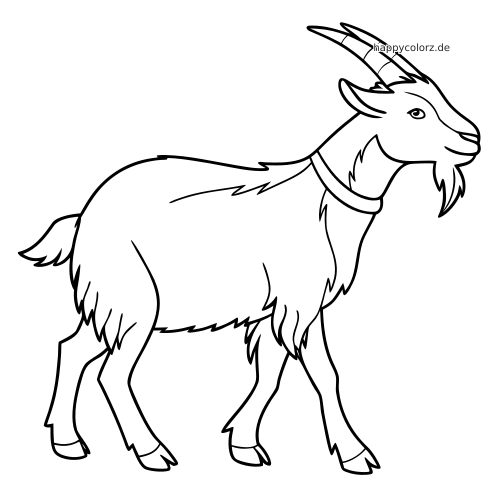 Eine detailreich gezeichnete Kaschmirziege in Seitenansicht mit langen gebogenen Hörnern, zotteligem Fell und Halsband.