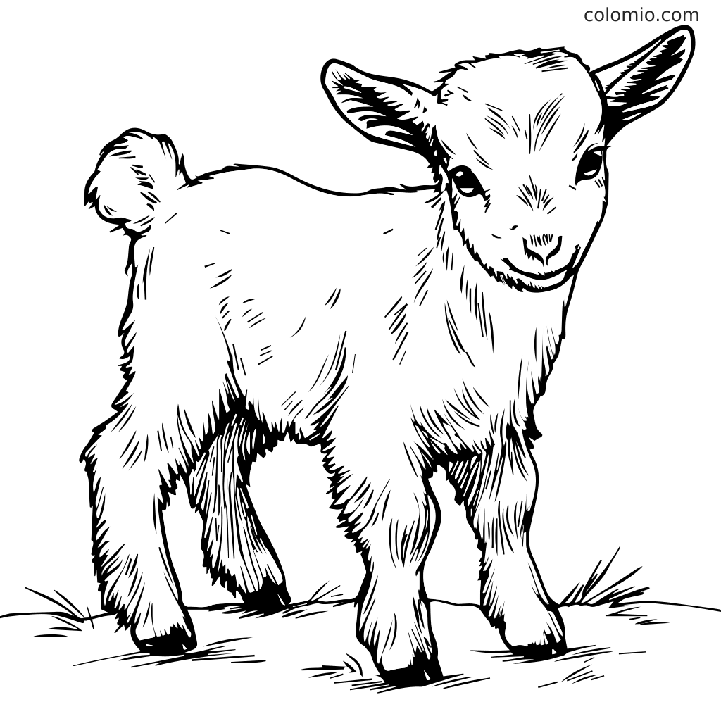 Niedliche Ziegenbaby Ausmalbild für Kinder Eine Zeichnung eines niedlichen Ziegenbabys, das auf Gras steht, perfekt zum Ausmalen.