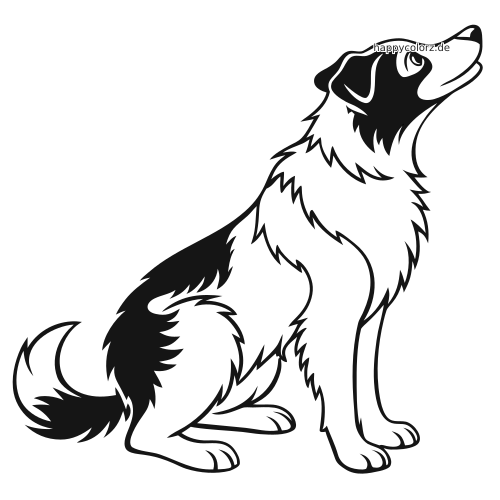 Schwarz-weiße Umrisszeichnung eines sitzenden Border Collies mit zotteligem Fell, der den Kopf nach oben richtet.