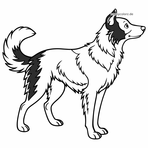 Schwarz-weiße Umrisszeichnung eines stehenden Border Collies in Seitenansicht mit flauschigem Fell und dunklen Abzeichen an Gesicht und Schwanz.