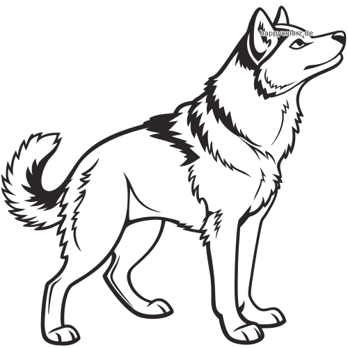 Ein detaillierter Siberian Husky in Seitenansicht mit markanten Fellzeichnungen, spitzen Ohren und buschig gekrümmter Rute.