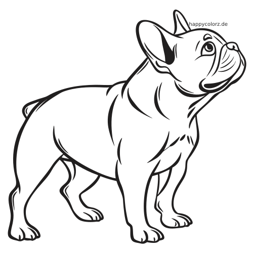 Schwarz-weiße Linienzeichnung einer stehenden Französischen Bulldogge mit nach oben geneigtem Kopf und klaren Konturen.