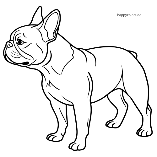 Schwarz-weiße Linienzeichnung einer Französischen Bulldogge in Seitenansicht mit gedrehtem Kopf und klaren, einfachen Konturen.