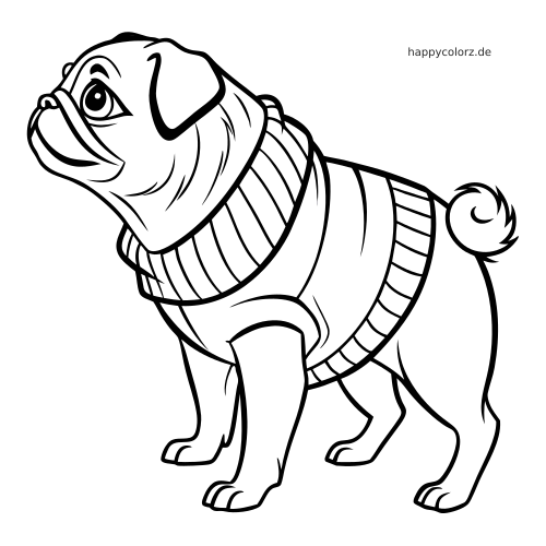 Ein Mops mit geripptem Pullover blickt nach oben; zu sehen sind die typische faltige Schnauze und der geringelte Schwanz.