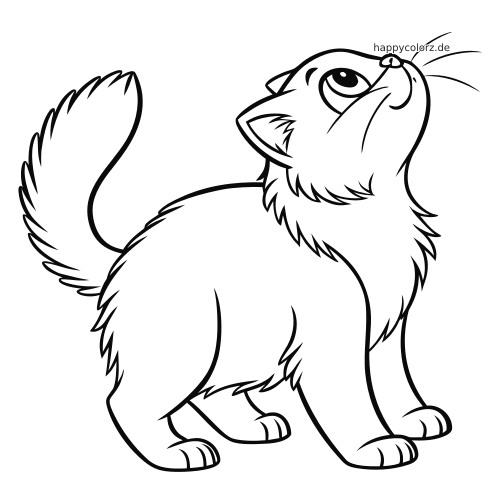 Eine flauschige Perserkatze steht in Vorderansicht, blickt mit großen Augen nach oben und hat einen buschigen, gebogenen Schwanz.