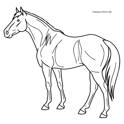 Einfache Linienzeichnung eines stehenden Quarter Horse in Seitenansicht mit ruhiger Haltung und klaren Konturen.