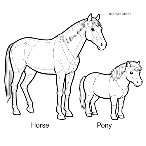 Schwarz-weiße Gegenüberstellung von einem Pferd und einem Pony mit einfachen Anatomielinien und Körperproportionen nebeneinander.