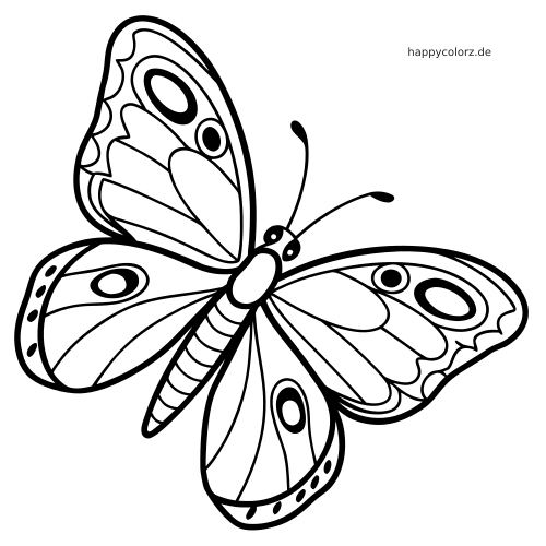 Ein Schmetterling in Vorderansicht mit gemusterten, abgerundeten Flügeln, kräftigen Konturen und schlichtem Comicstil.