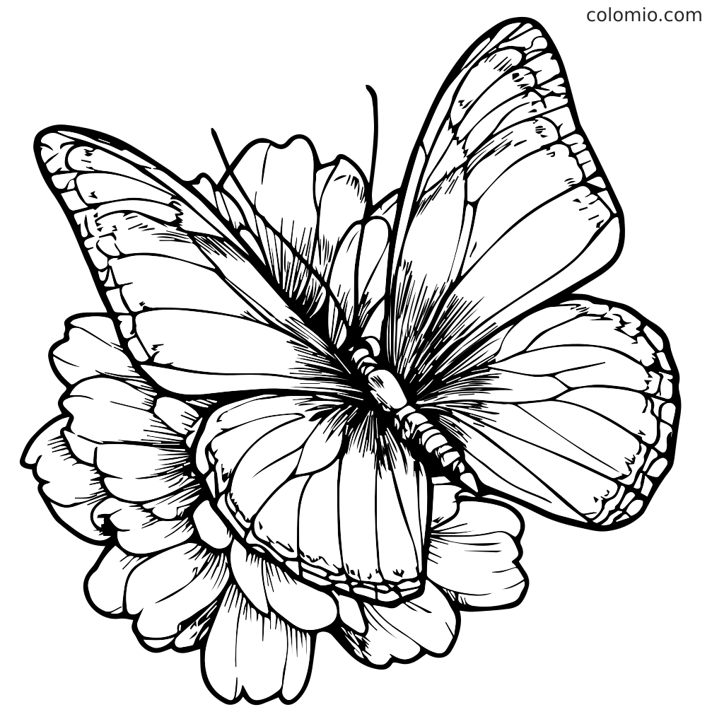 Eine detaillierte Malvorlage mit einem Schmetterling, der auf einer Blume ruht
