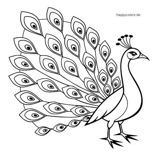 Ein detaillierter Pfau in Seitenansicht mit weit aufgefächerten Schwanzfedern und typischen Augenmustern als schwarz-weiße Linienzeichnung.