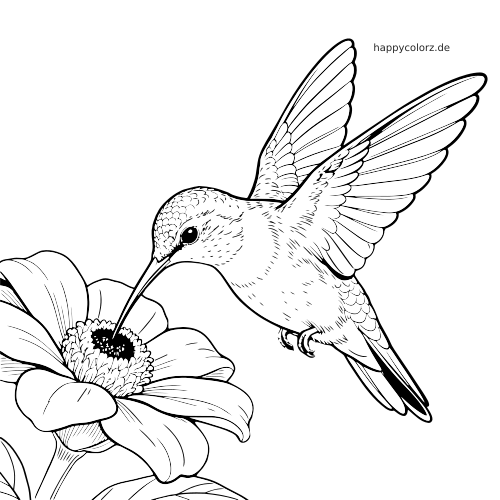Ein detailreicher Kolibri schwebt mit ausgebreiteten Flügeln vor einer großen Blüte in einer realistischen Schwarz-Weiß-Zeichnung.