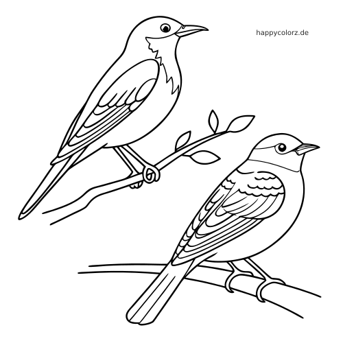 Zwei einfache Singvögel, ein Rotkehlchen und eine Amsel, sitzen auf Ästen in einer klaren schwarz-weißen Umrisszeichnung.