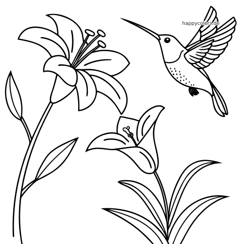 Einfache Linienzeichnung eines Kolibris im Flug neben großen Lilienblüten mit kräftigen Konturen und wenig Details.