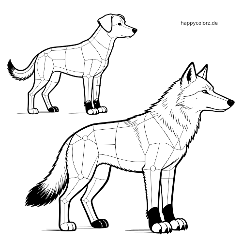 Schwarz-weißes Anatomiediagramm von einem Hund und einem Wolf mit eingezeichneten Körperabschnitten und Gelenkmarkierungen.