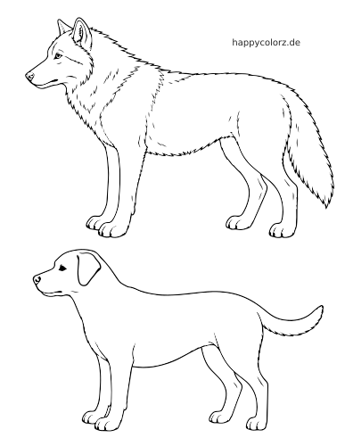 Schwarz-weiße Seitenansicht eines Wolfs oben und eines Hundes unten, die ihre Körperform und Umrisse vergleichen.